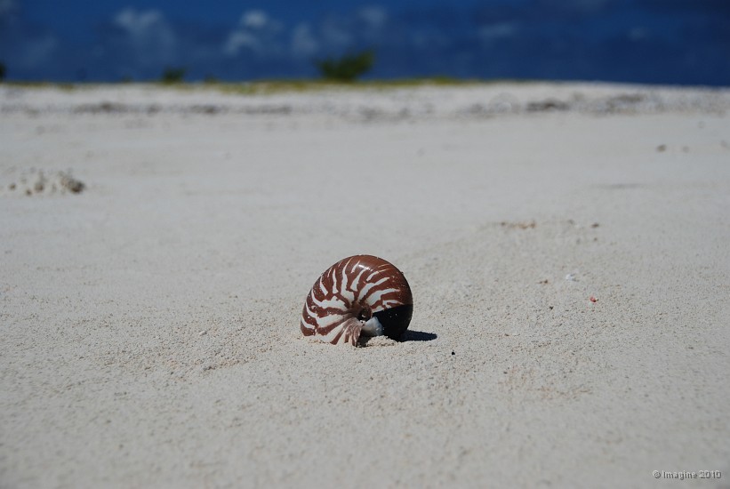 136- Nautile sur la plage de Kouare.JPG
